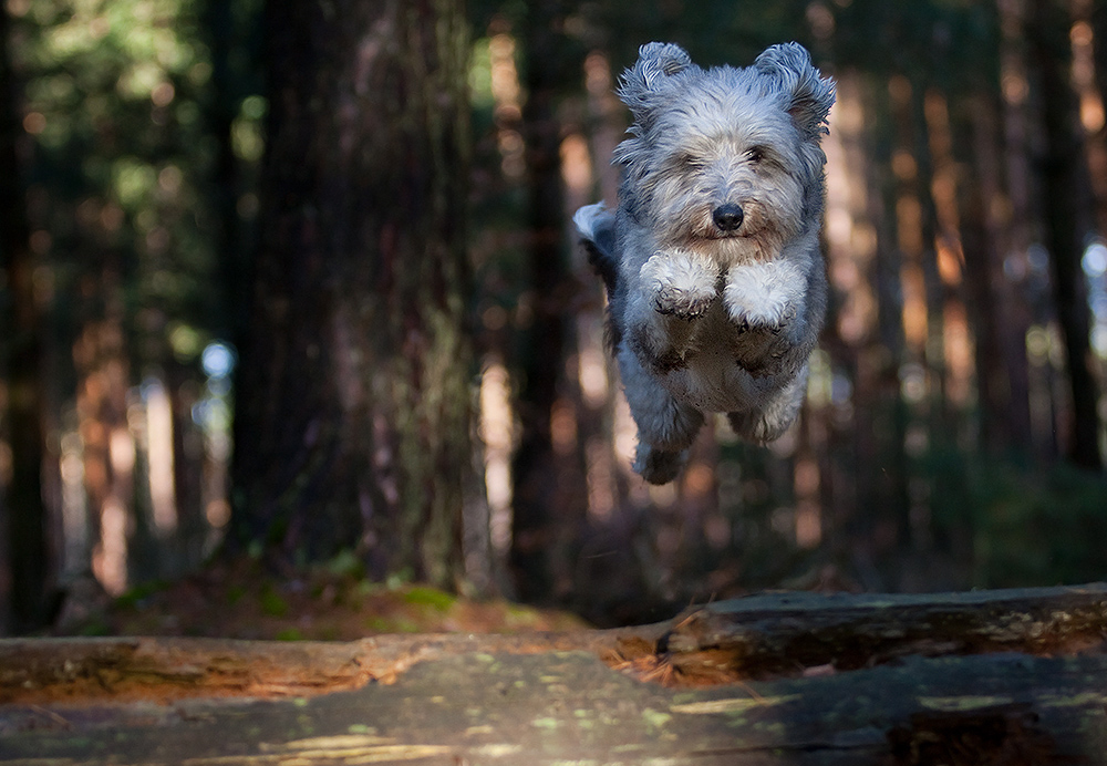 Wenn Tibor über´s Stämmchen fliegt...