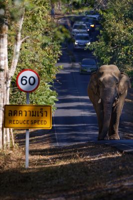 Wenn Tier auf Mensch trifft ....