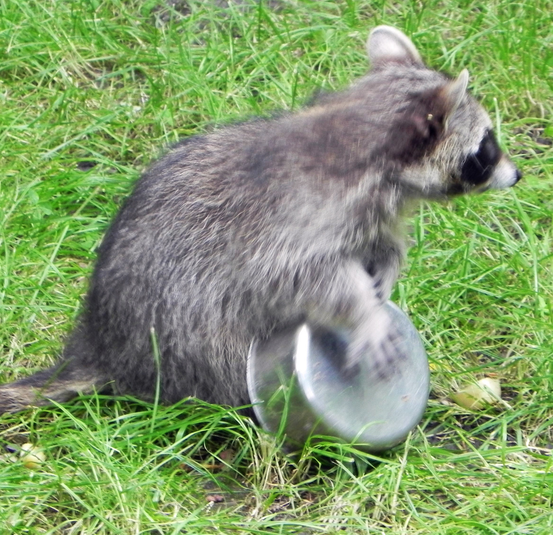 wenn Tiere musizieren