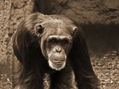 Wenn Tiere sprechen könnten