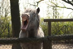 Wenn Tiere sprechen könnten ...