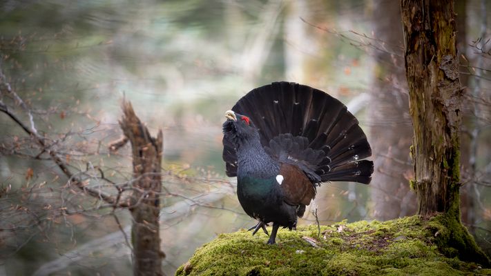 Wenn Träume wahr werden