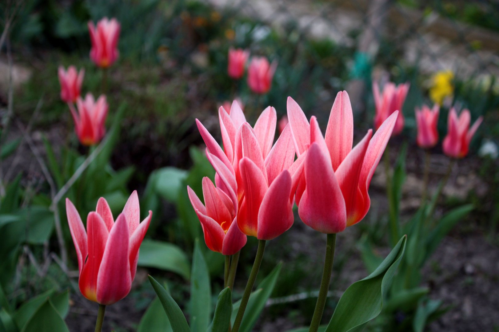 wenn Tulpen abends schlafen gehen