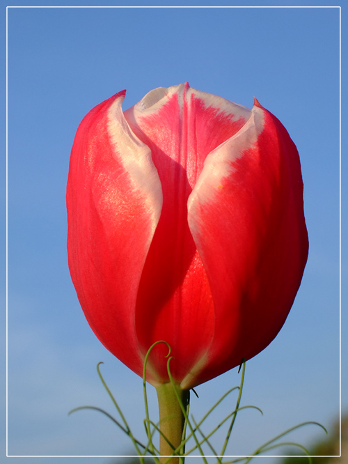 ...wenn Tulpen in den Himmel wachsen...