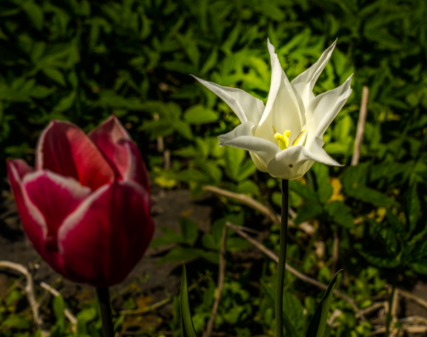 Wenn Tulpen  leuchten