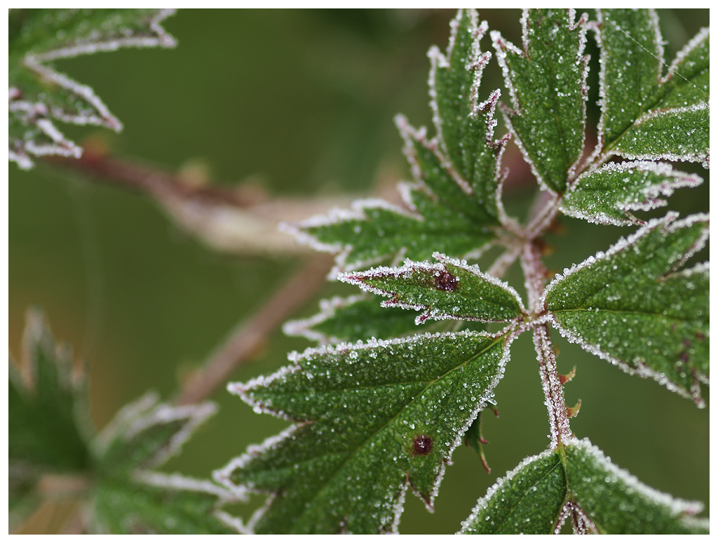 Wenn Väterchen Frost...