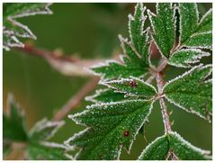 Wenn Väterchen Frost...