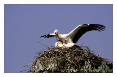 wenn Vögel ....