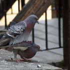 wenn Vögel Vögeln Tauben halt