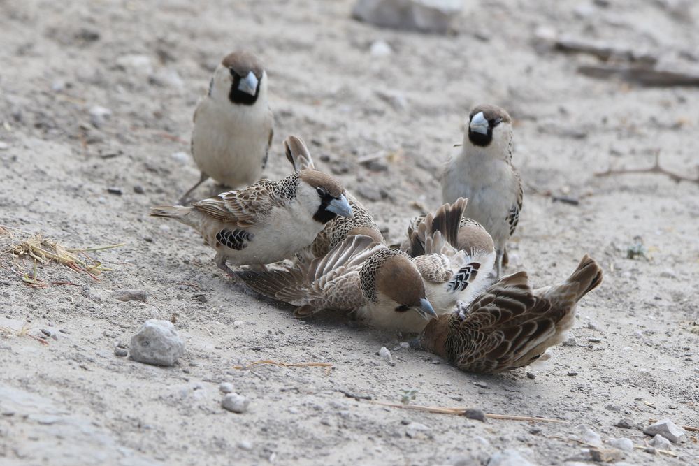 wenn Webervögel  (4)