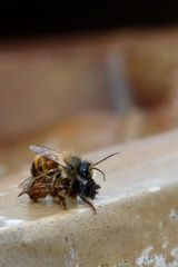 Wenn Wildbienen „wild“ werden
