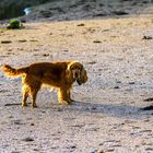 Wenn wir auf einem Strand....