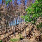 Wenn wir den Wald sterben lassen, verlieren Worte ihre Bedeutung. 