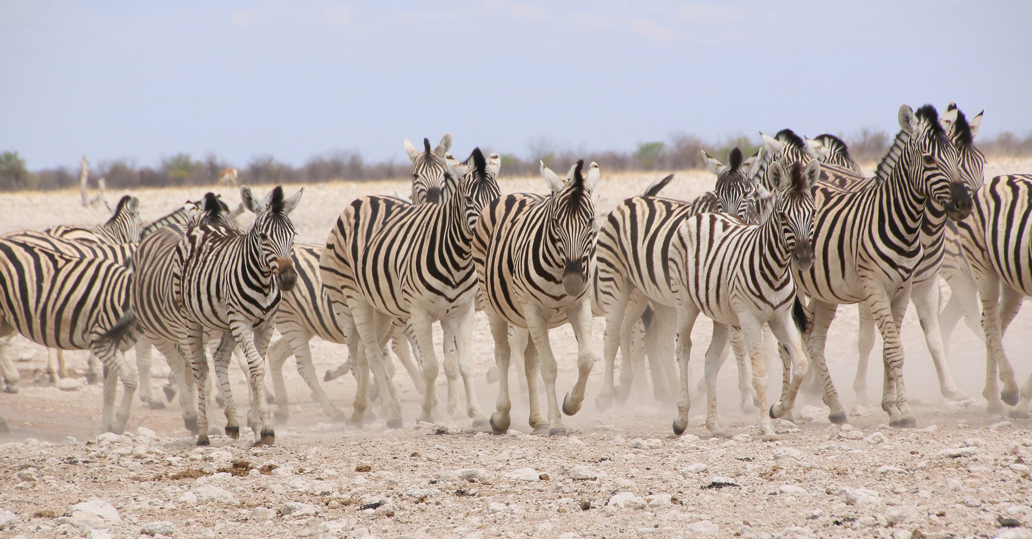 wenn Zebras (1)