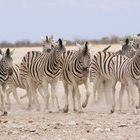 wenn Zebras (1)