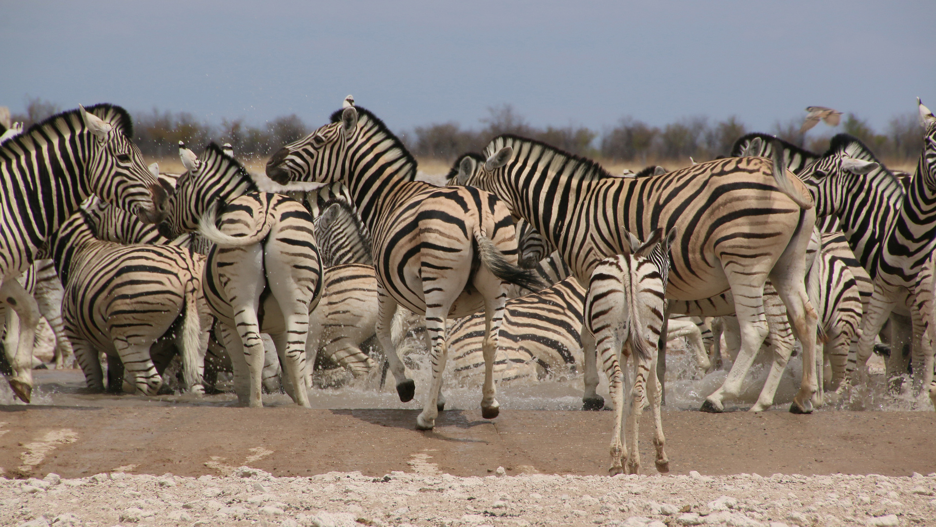 wenn Zebras (3)