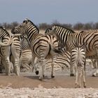 wenn Zebras (3)