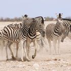 wenn Zebras (5)