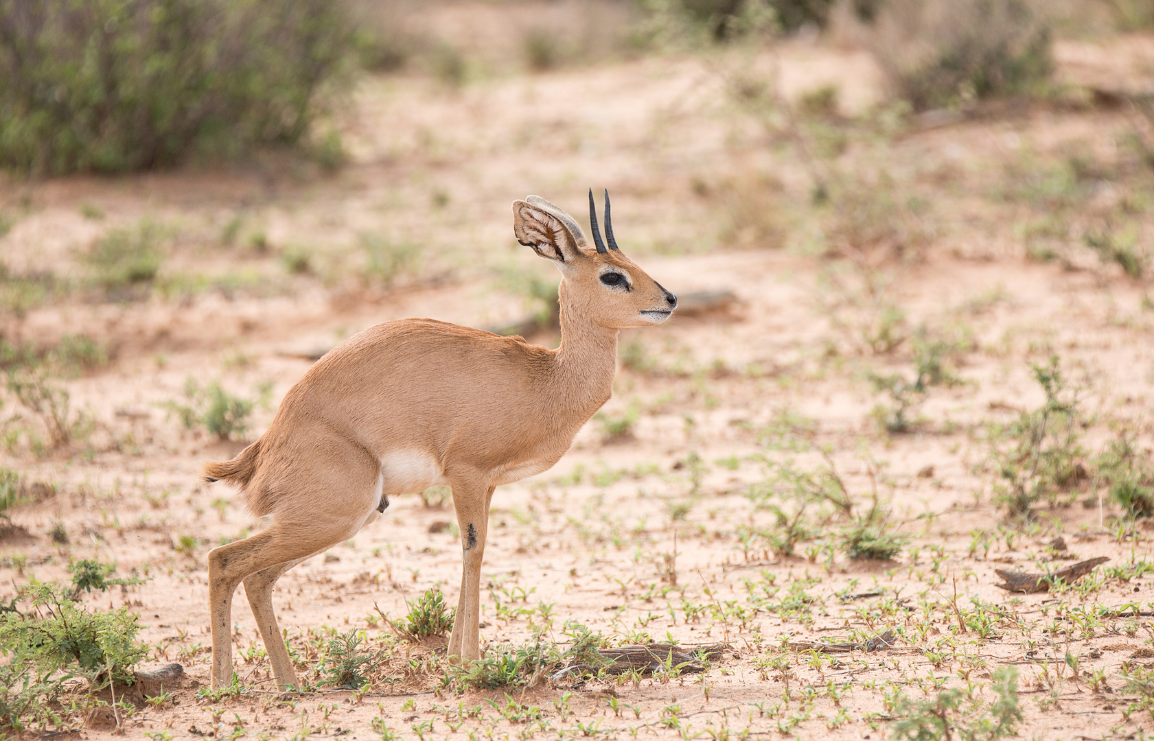 Wenn Zwei eine Reise .../0021 Namibia - Steinböckchen