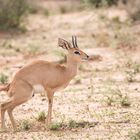 Wenn Zwei eine Reise .../0021 Namibia - Steinböckchen