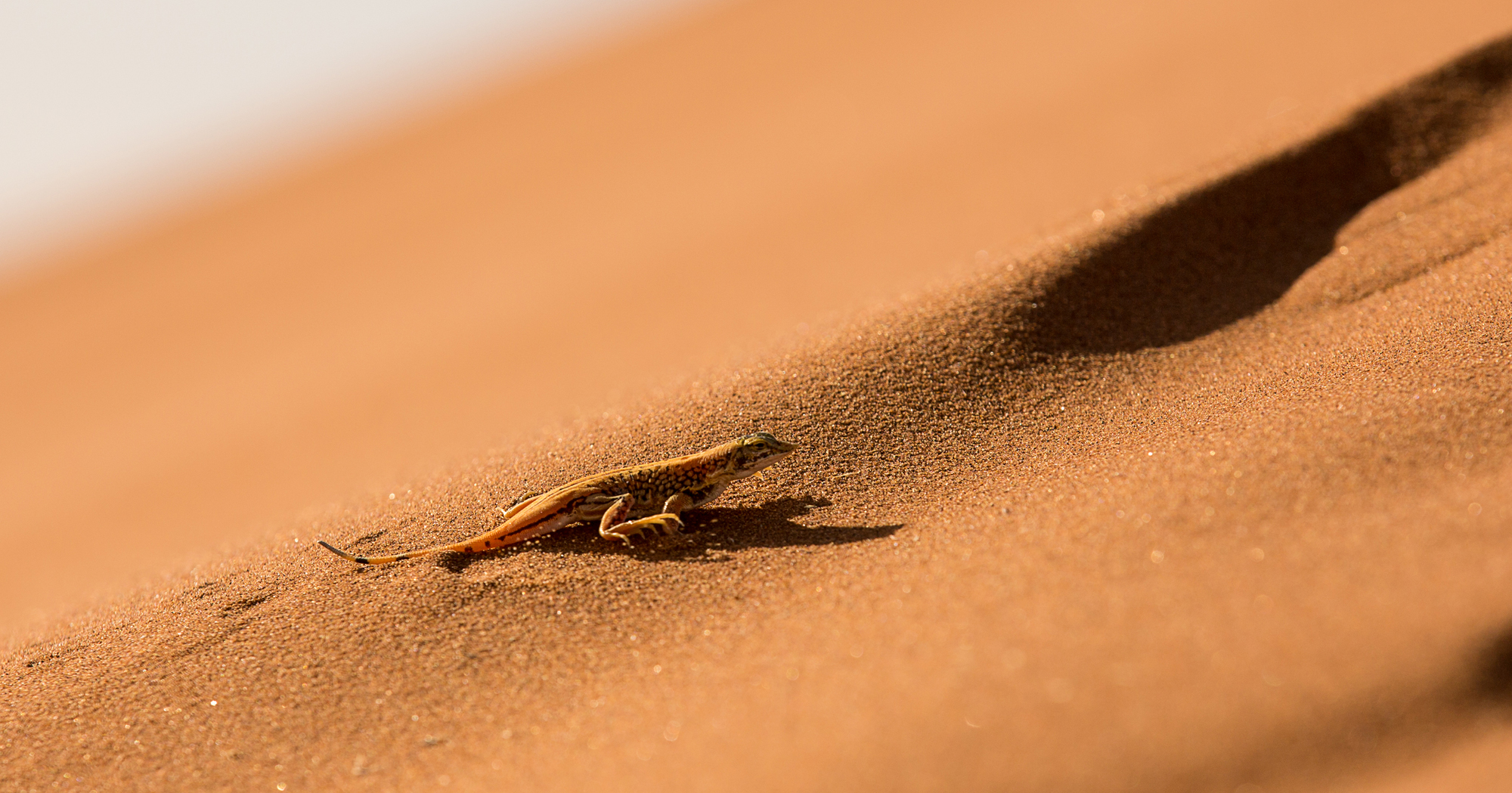 Wenn Zwei eine Reise .../0023 Namibia - kleiner Wüstendrache