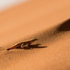 Wenn Zwei eine Reise .../0023 Namibia - kleiner Wüstendrache