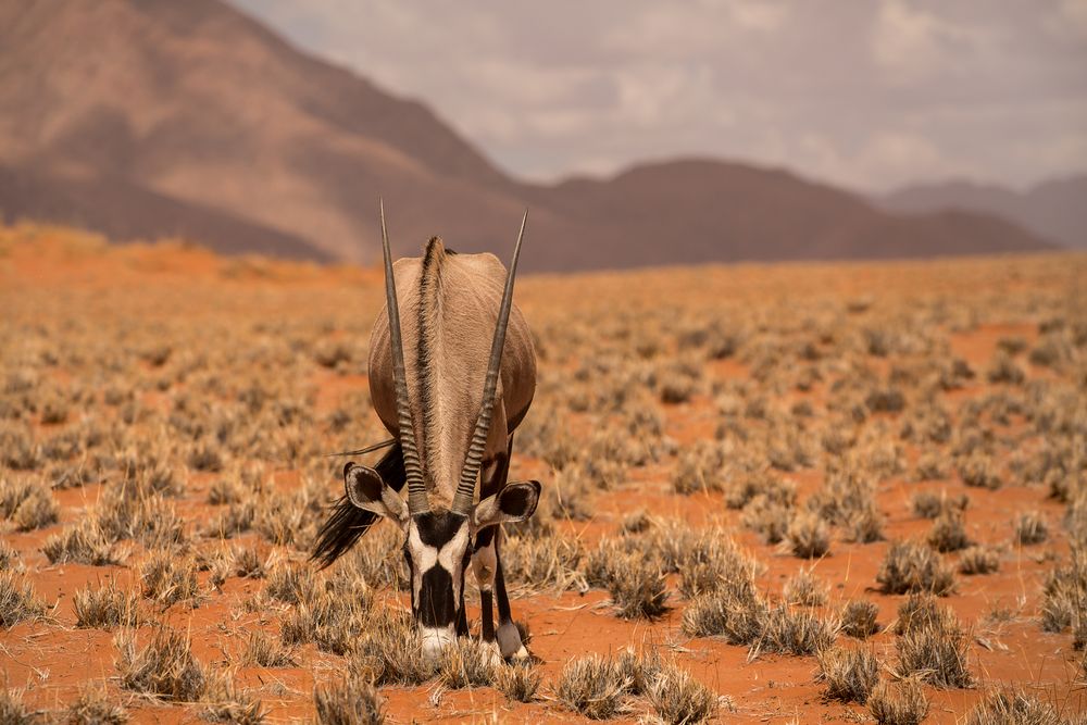 Wenn Zwei eine Reise .../0024 Namibia - Oryx
