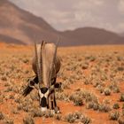 Wenn Zwei eine Reise .../0024 Namibia - Oryx