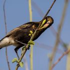 Wenn Zwei eine Reise .../0028 Namibia - der selbe Nektarvogel ?