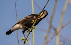 Wenn Zwei eine Reise .../0028 Namibia - der selbe Nektarvogel ?