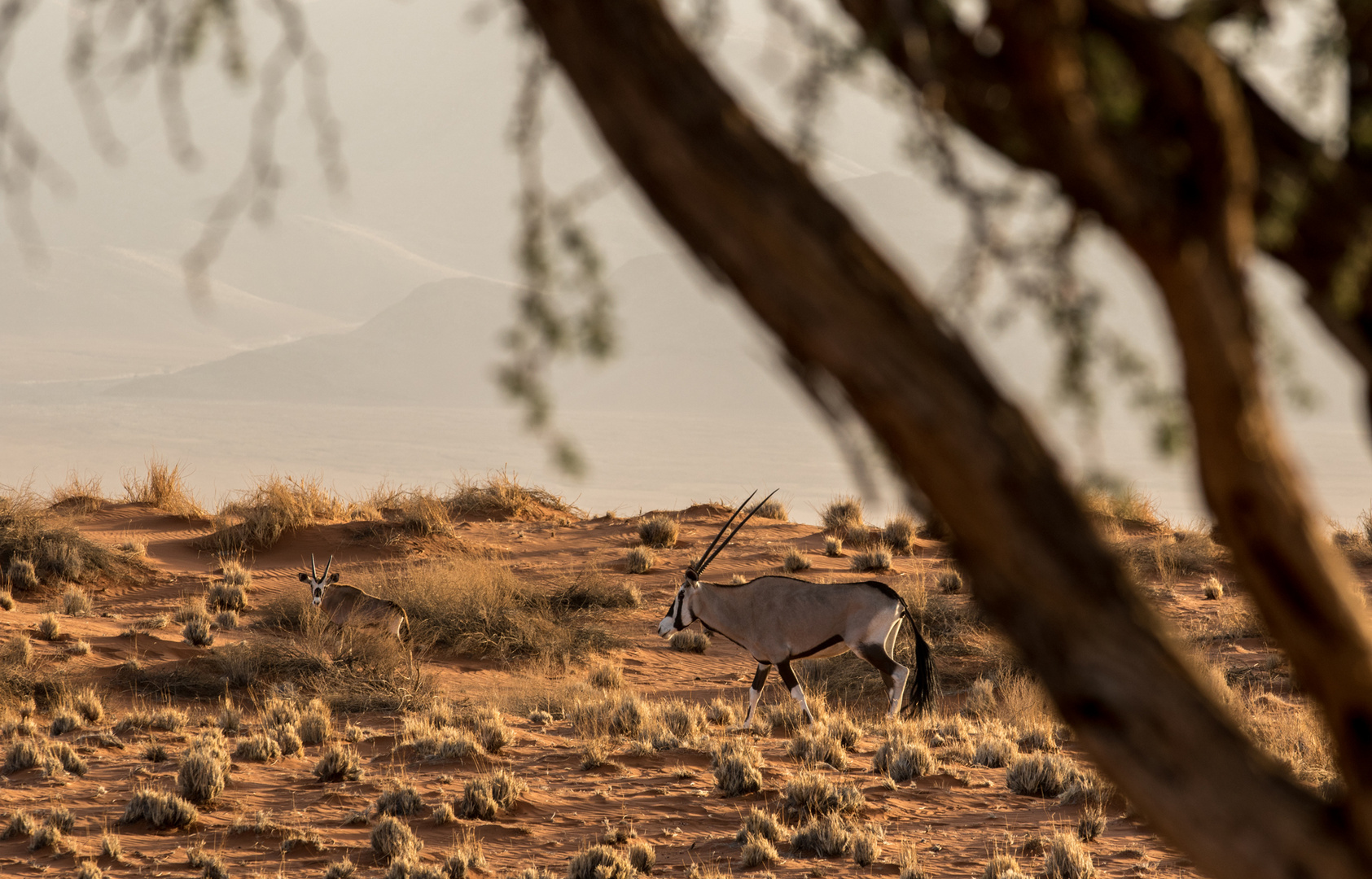 Wenn Zwei eine Reise .../0039 Namibia - Oryx mit Kalb