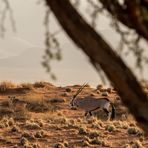 Wenn Zwei eine Reise .../0039 Namibia - Oryx mit Kalb