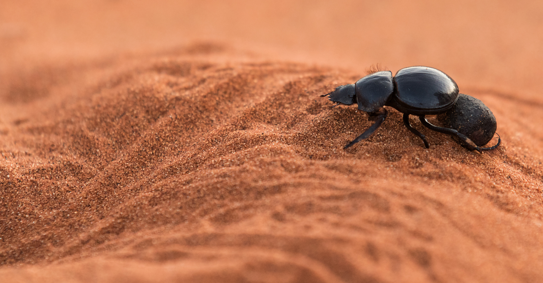 Wenn Zwei eine Reise .../0042 Namibia - ein Mistkäfer mit nem Köttel....