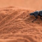 Wenn Zwei eine Reise .../0042 Namibia - ein Mistkäfer mit nem Köttel....