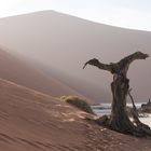 Wenn Zwei eine Reise .../0045 Namibia - Licht und Schatten imDeadVlei