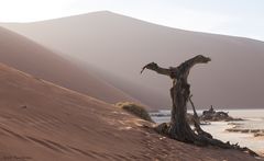 Wenn Zwei eine Reise .../0045 Namibia - Licht und Schatten imDeadVlei