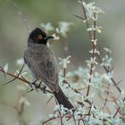 Wenn Zwei eine Reise .../012 Namibia - ein früher Vogel im Gebüsch