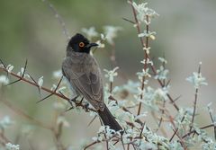 Wenn Zwei eine Reise .../012 Namibia - ein früher Vogel im Gebüsch