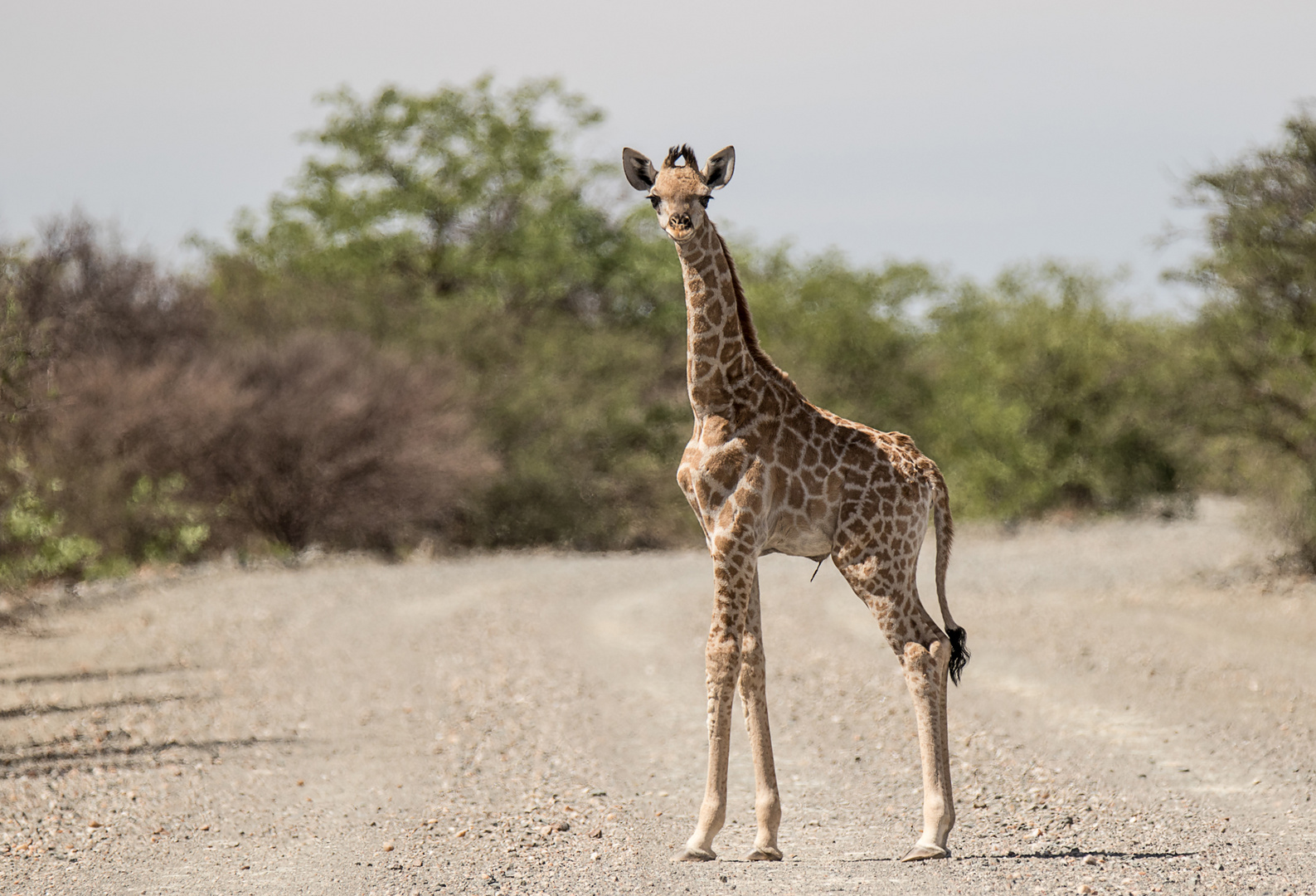 Wenn Zwei eine Reise .../016 Namibia - stand da doch plötzlich..