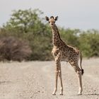 Wenn Zwei eine Reise .../016 Namibia - stand da doch plötzlich..