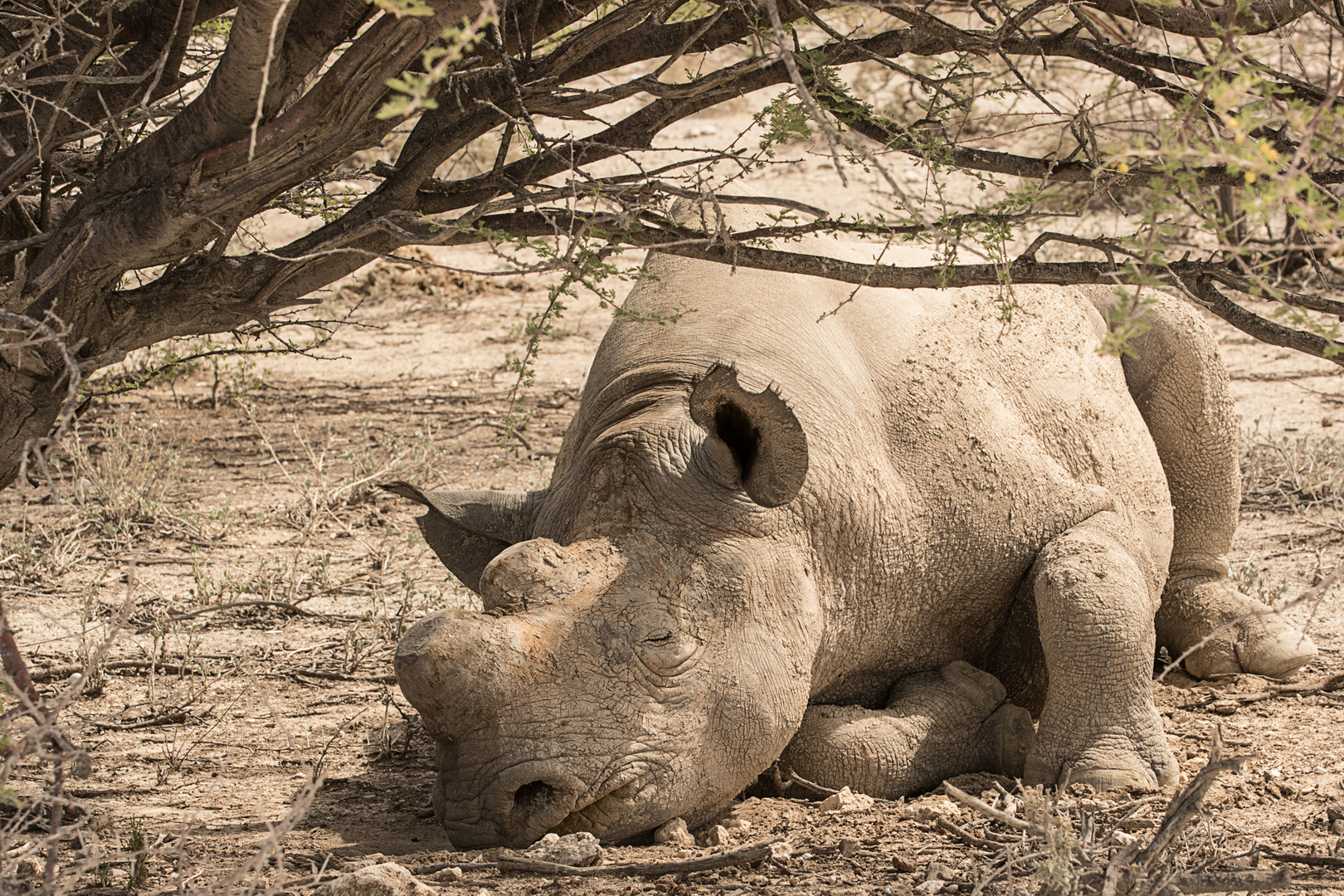 Wenn Zwei eine Reise.../004 Namibia - ein Nashorn