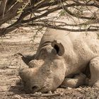 Wenn Zwei eine Reise.../004 Namibia - ein Nashorn