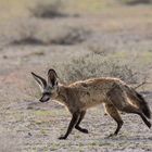 Wenn Zwei eine Reise.../008 Namibia - ein Löffelhund