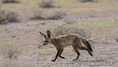 Wenn Zwei eine Reise.../008 Namibia - ein Löffelhund