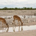 Wenn Zwei eine Reise.../009 Namibia - am Wasserloch