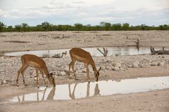 Wenn Zwei eine Reise.../009 Namibia - am Wasserloch