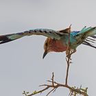 Wenn Zwei eine Reise..../013 Namibia - Balance-Akt