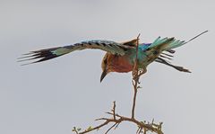 Wenn Zwei eine Reise..../013 Namibia - Balance-Akt