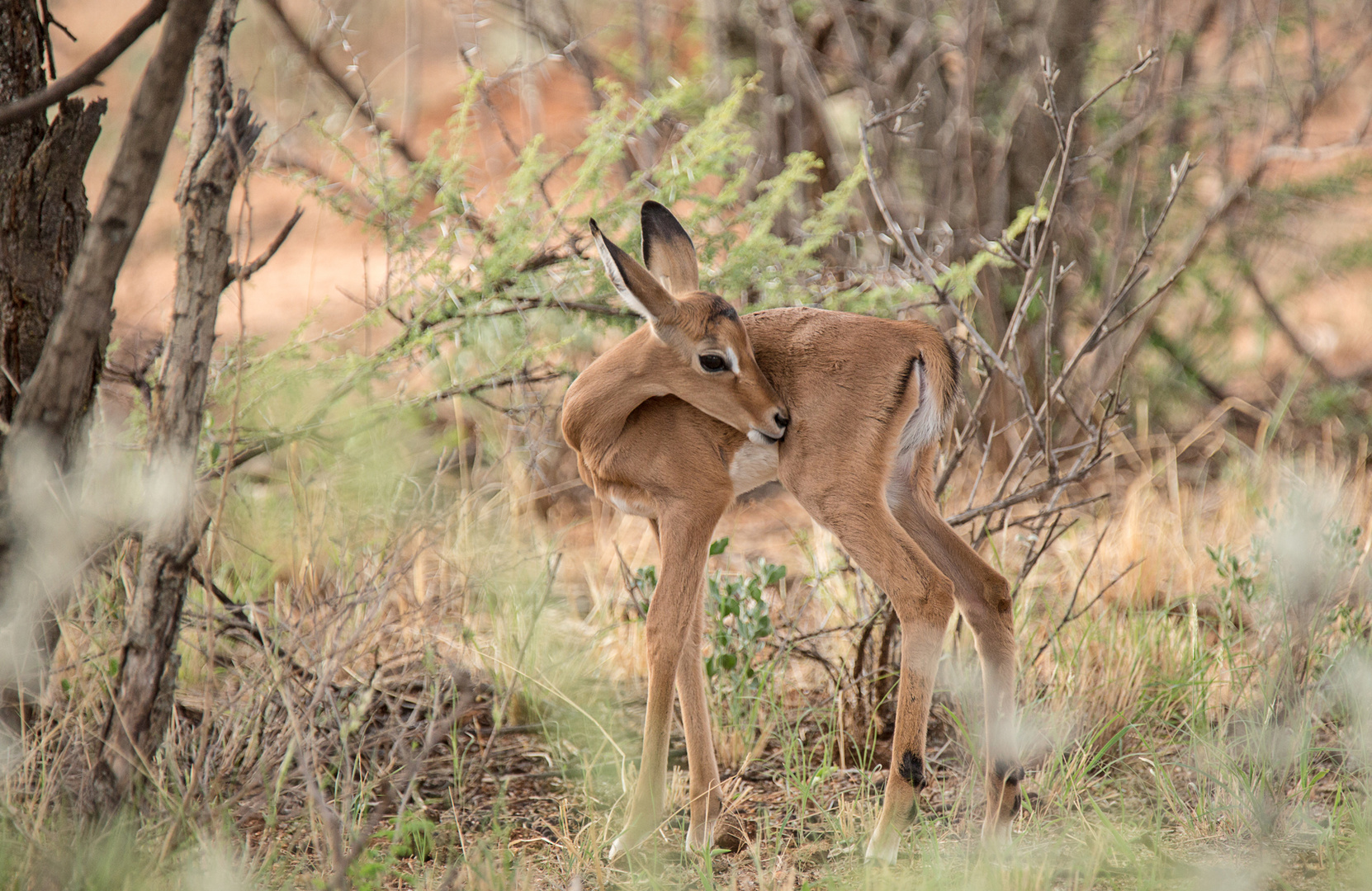 Wenn Zwei eine Reise...../Namibia 01 - Springbock-Kalb