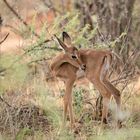 Wenn Zwei eine Reise...../Namibia 01 - Springbock-Kalb